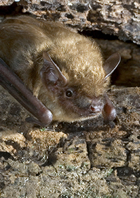 Bat Control: Removal of bats & entry points