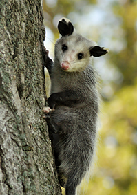 Opossum Control & Protection