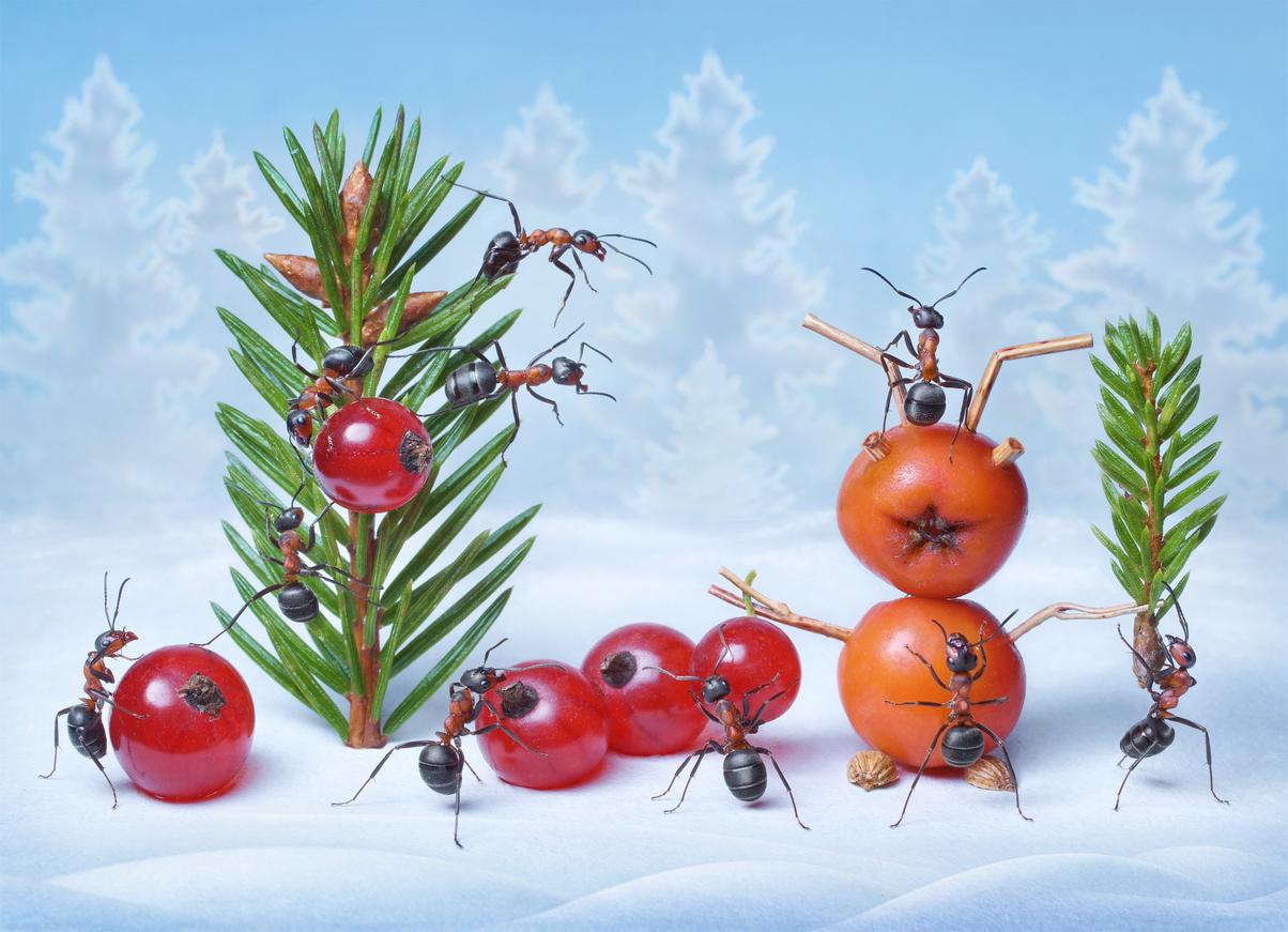 4 Holiday Decorations That Can Attract Insects and Rodents