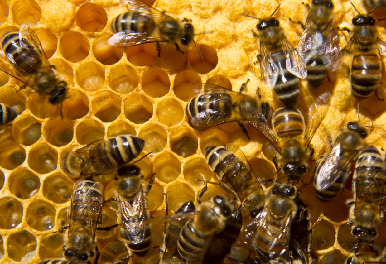 Watch Out for These Eight Exotic Invaders
