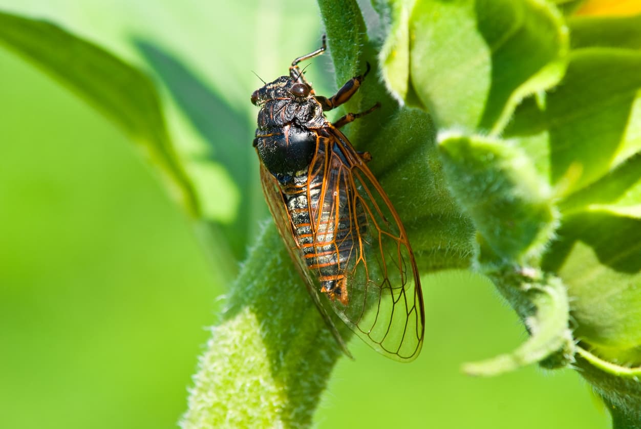 Why You Always Hear Singing Bugs In the Summer