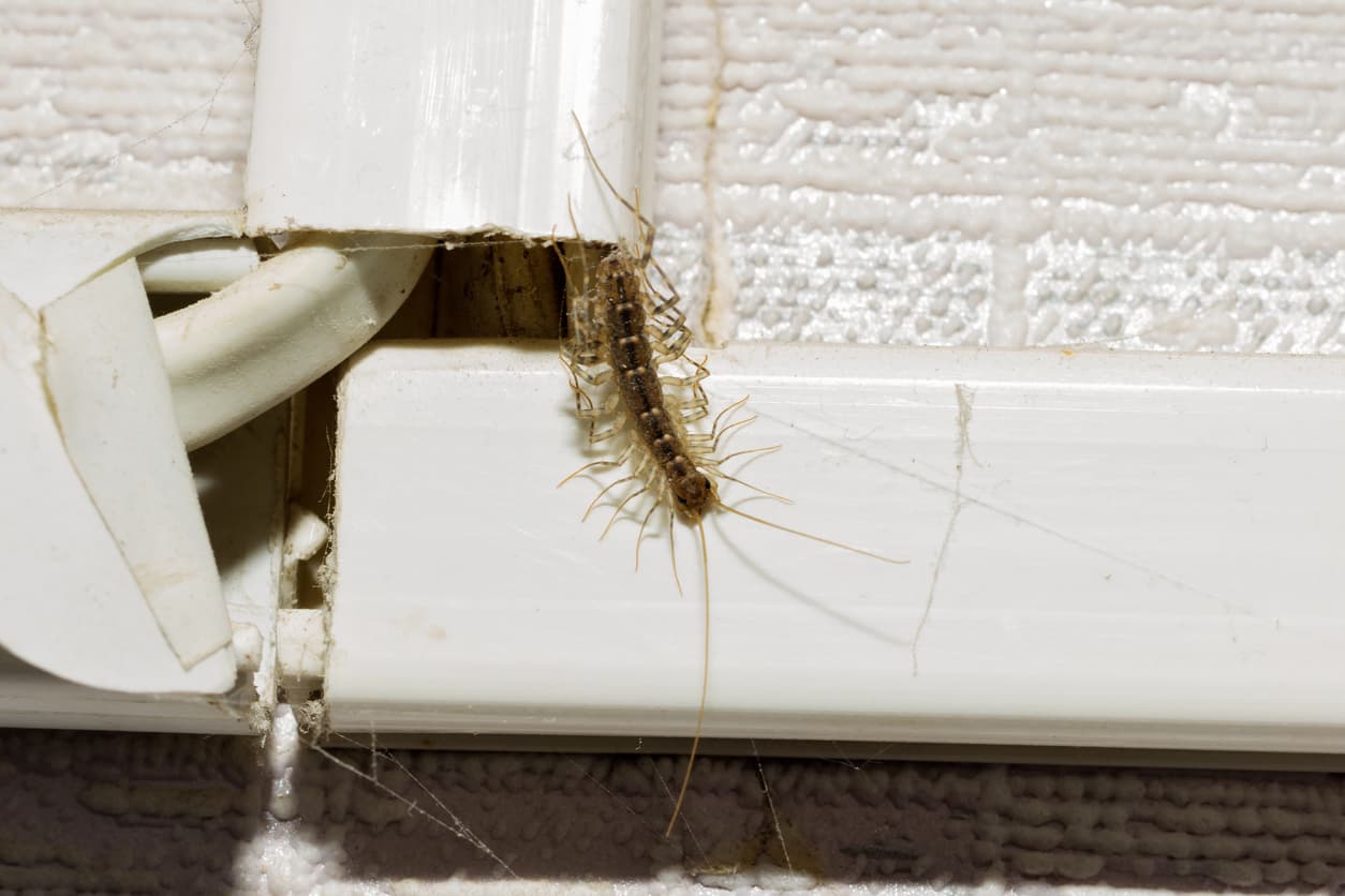Not-So-Fun Creepy Crawlers: Six Pests To Avoid Each Fall
