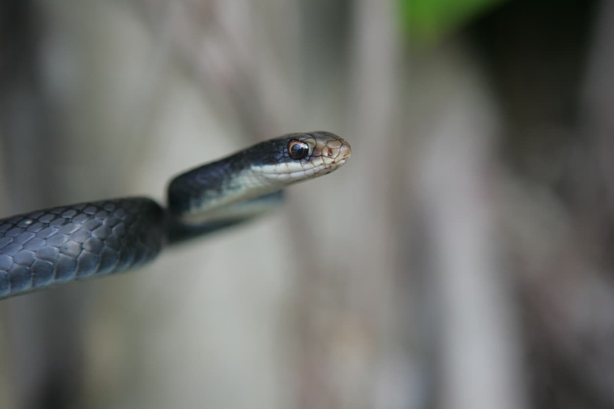 Mysterious Sounds? Look for These Critters in Your Crawl Spaces