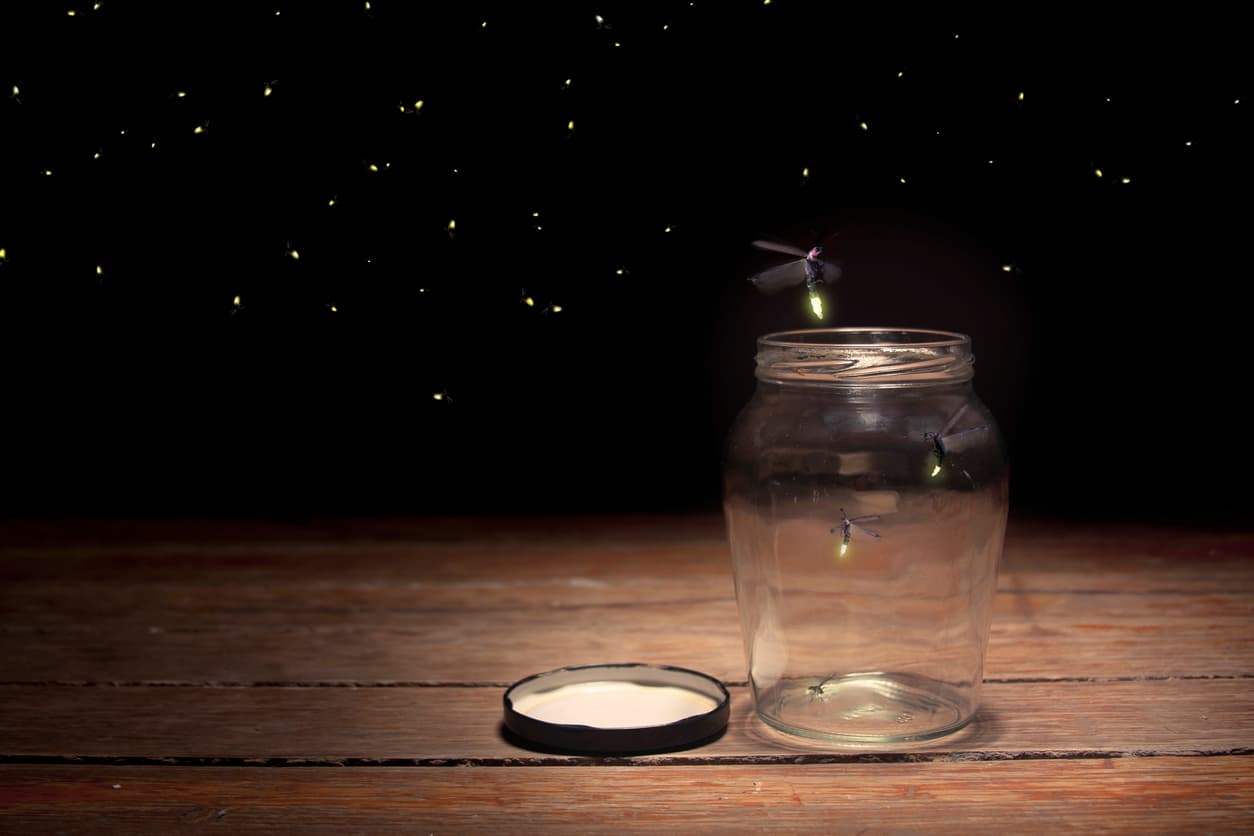 Fireflies: All You Need to Know About Summer’s Favorite Bug