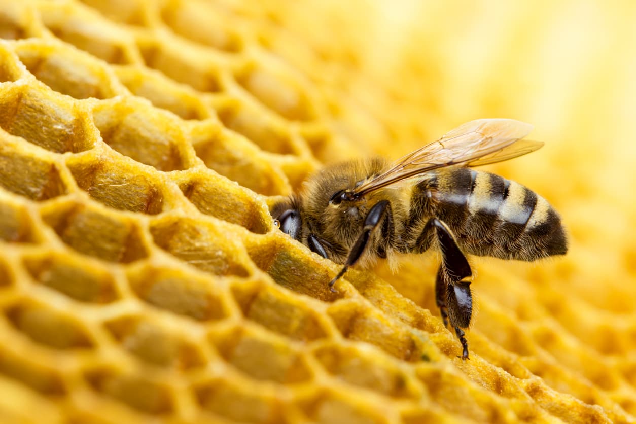 Insect Architects: 5 Amazing Nests Pests Can Build