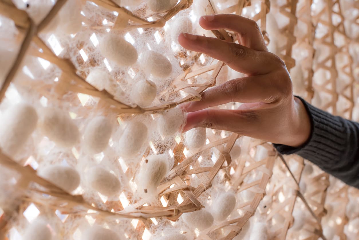 The Surprising Ways Bugs Have Helped Us Build Our World