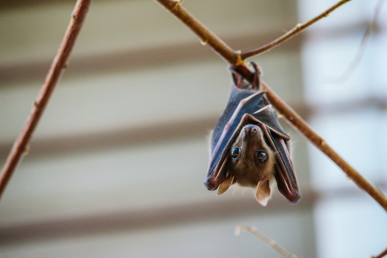 Is Your Home Turning Into a Bat Cave? Here’s What To Do