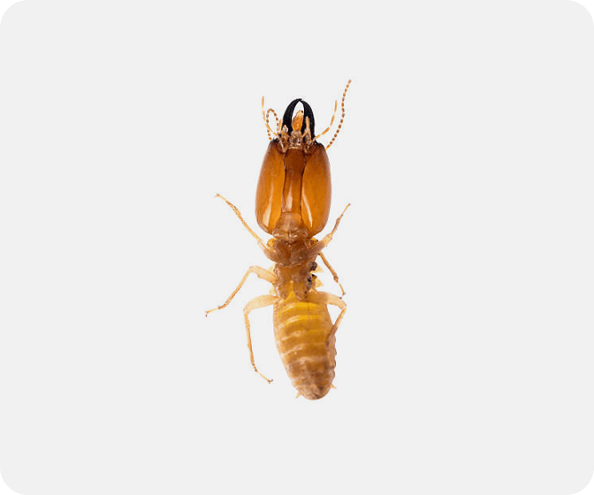 insect-img