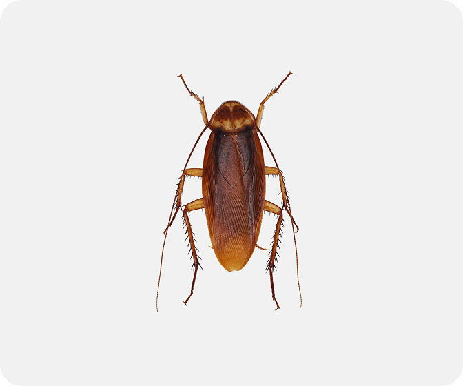 American Cockroaches