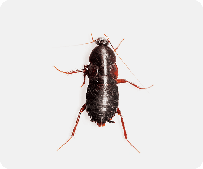 Oriental Cockroaches