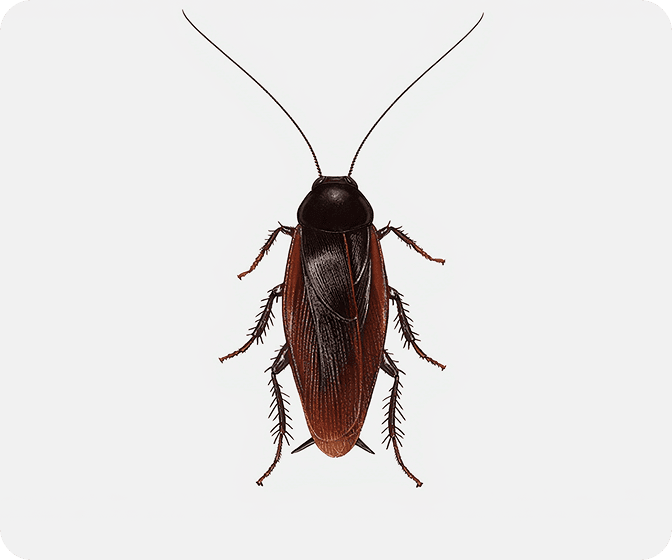 Smokybrown Cockroaches