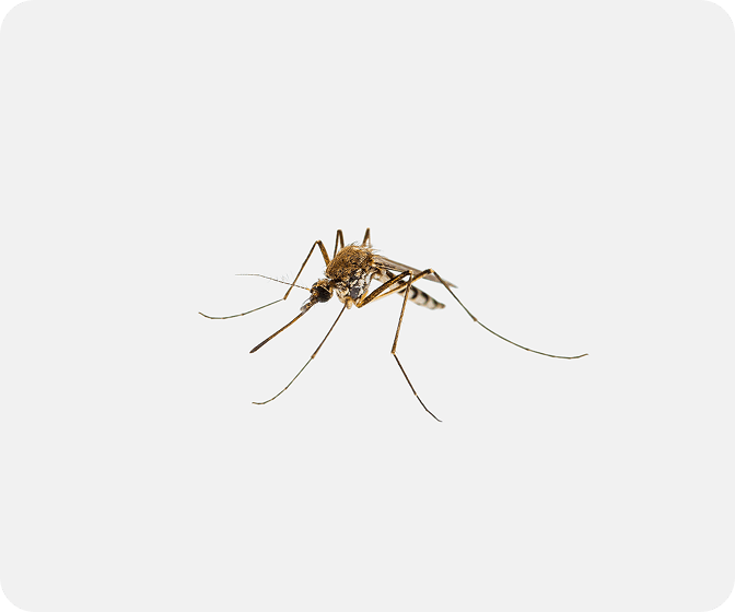 Mosquitoes
