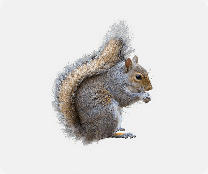 Squirrels