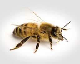 Africanized Killer Bees