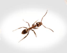 Argentine Ants
