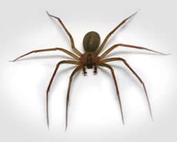 Brown Recluse Spiders