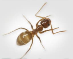Caribbean Crazy Ants