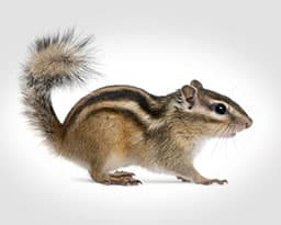 Chipmunk