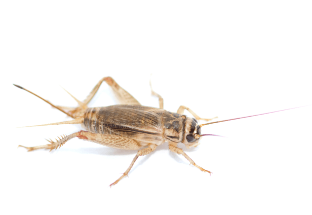House Crickets