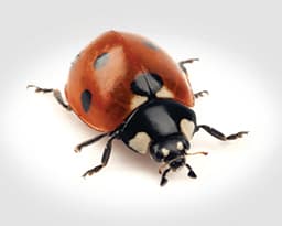 Lady Beetles