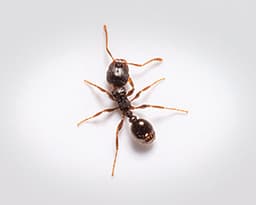 Pavement Ants