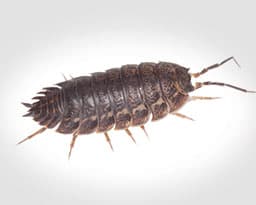 Pill Bugs (Roly-Polies)