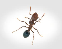 Red Imported Fire Ants