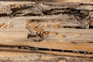 2. Insect Management