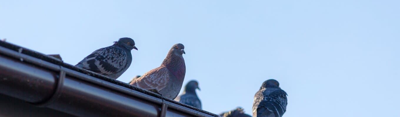 Bird Control