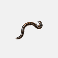 Milipede