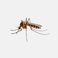 Mosquitoes