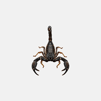 Scorpions