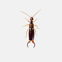 Earwigs