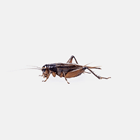 House Crickets