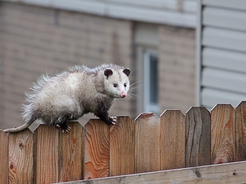 Who’s Moving In? The Wildlife Looking for a Winter Home