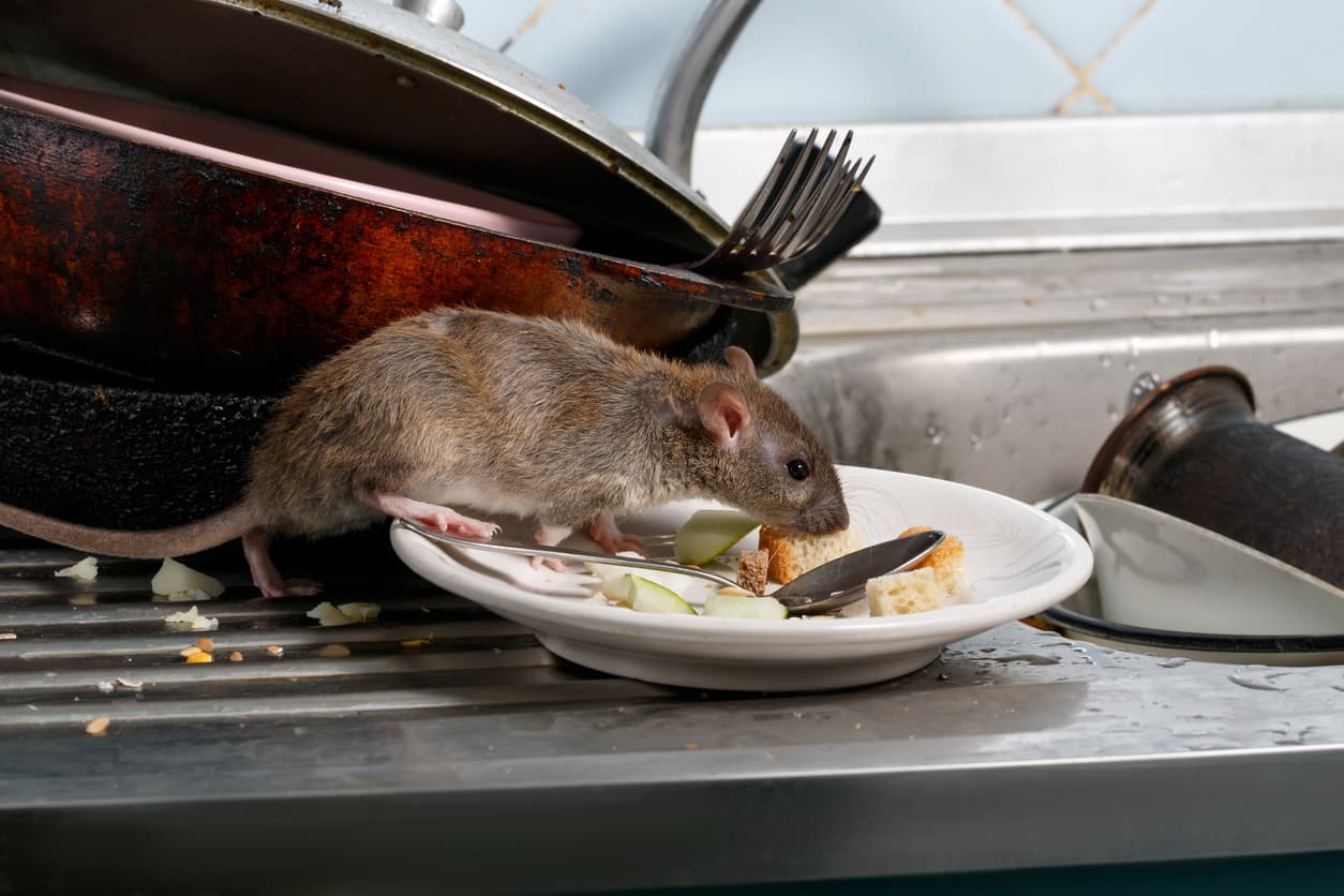Are Rodents Nesting in My Home?