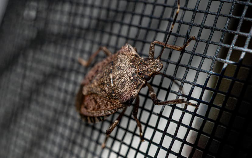 How to Prepare for Fall Pests