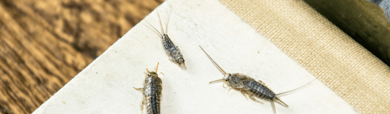 Silverfish Control