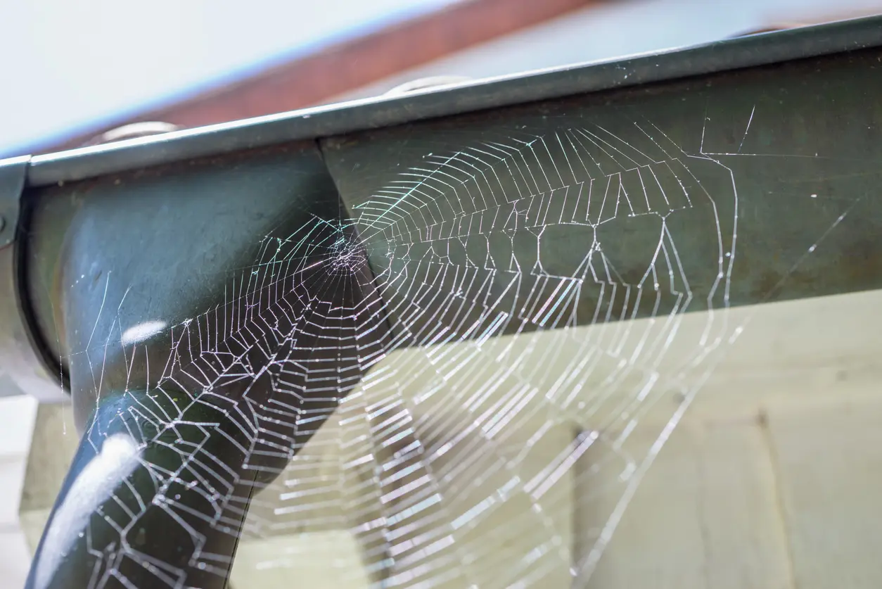 Haunted or Infested? The Creepy Clues Hiding in Your House