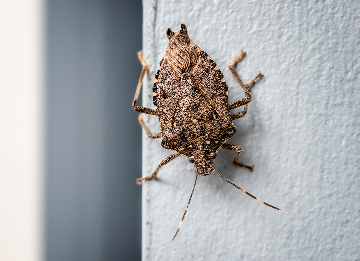 Stink Bug