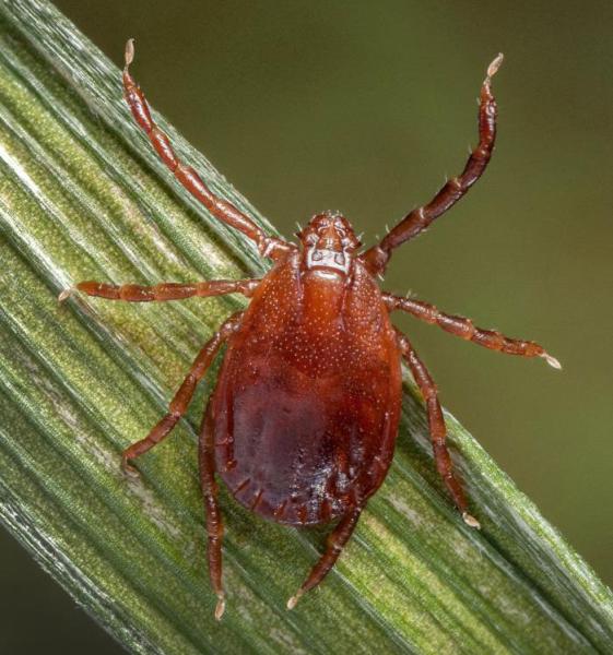 Asian Longhorned Tick