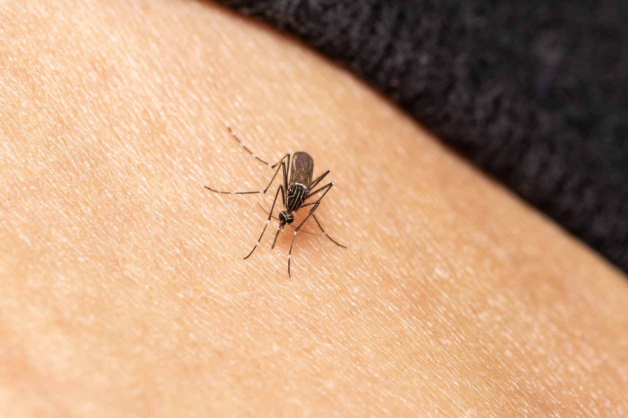 attract_mosquito_hero.jpg
