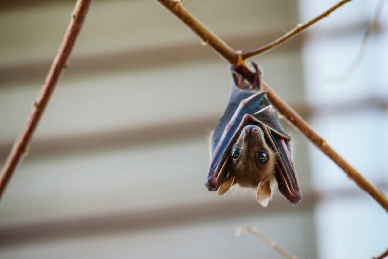 bats_hero.jpg