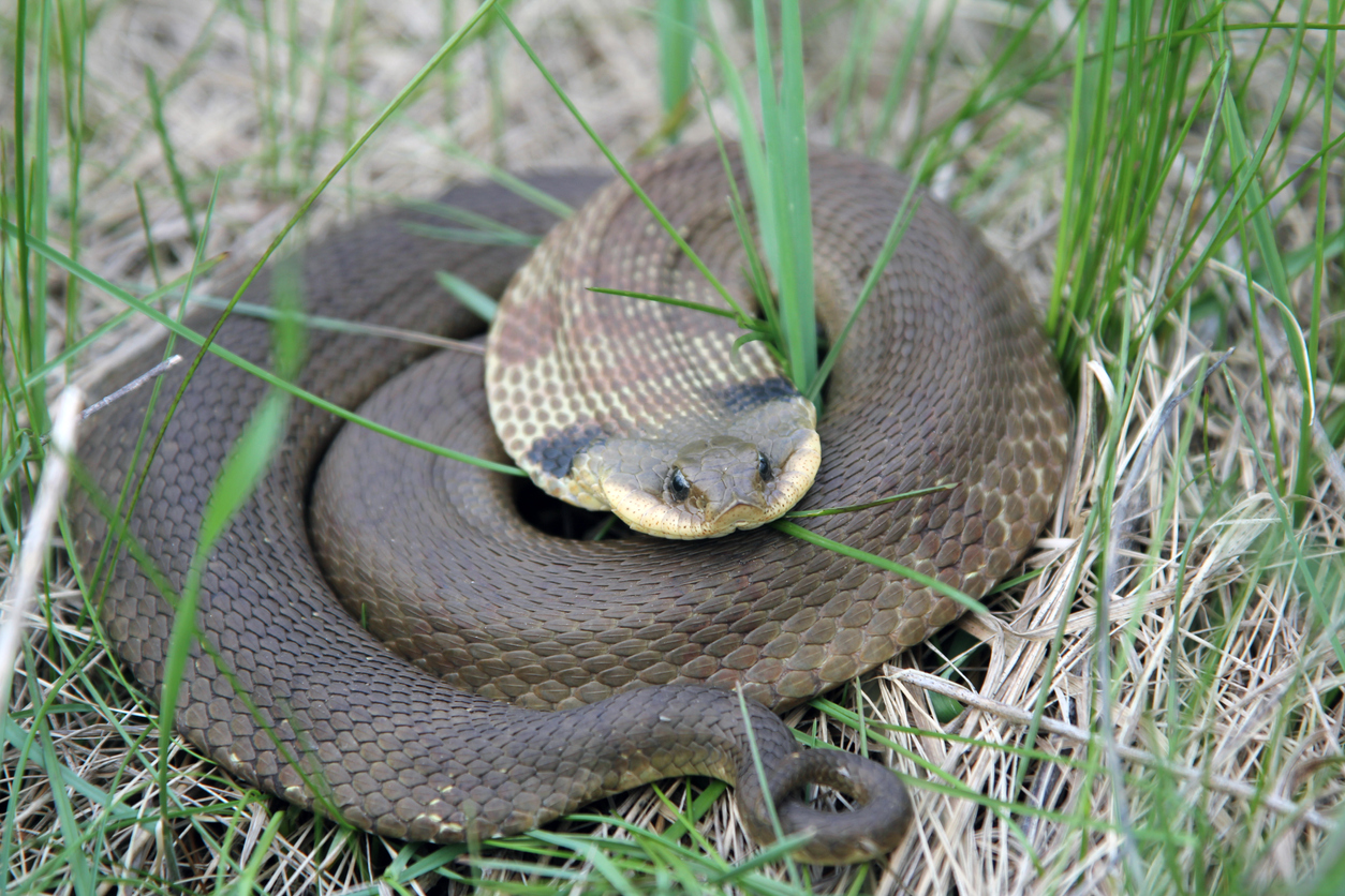 Eastern Hognose Snake