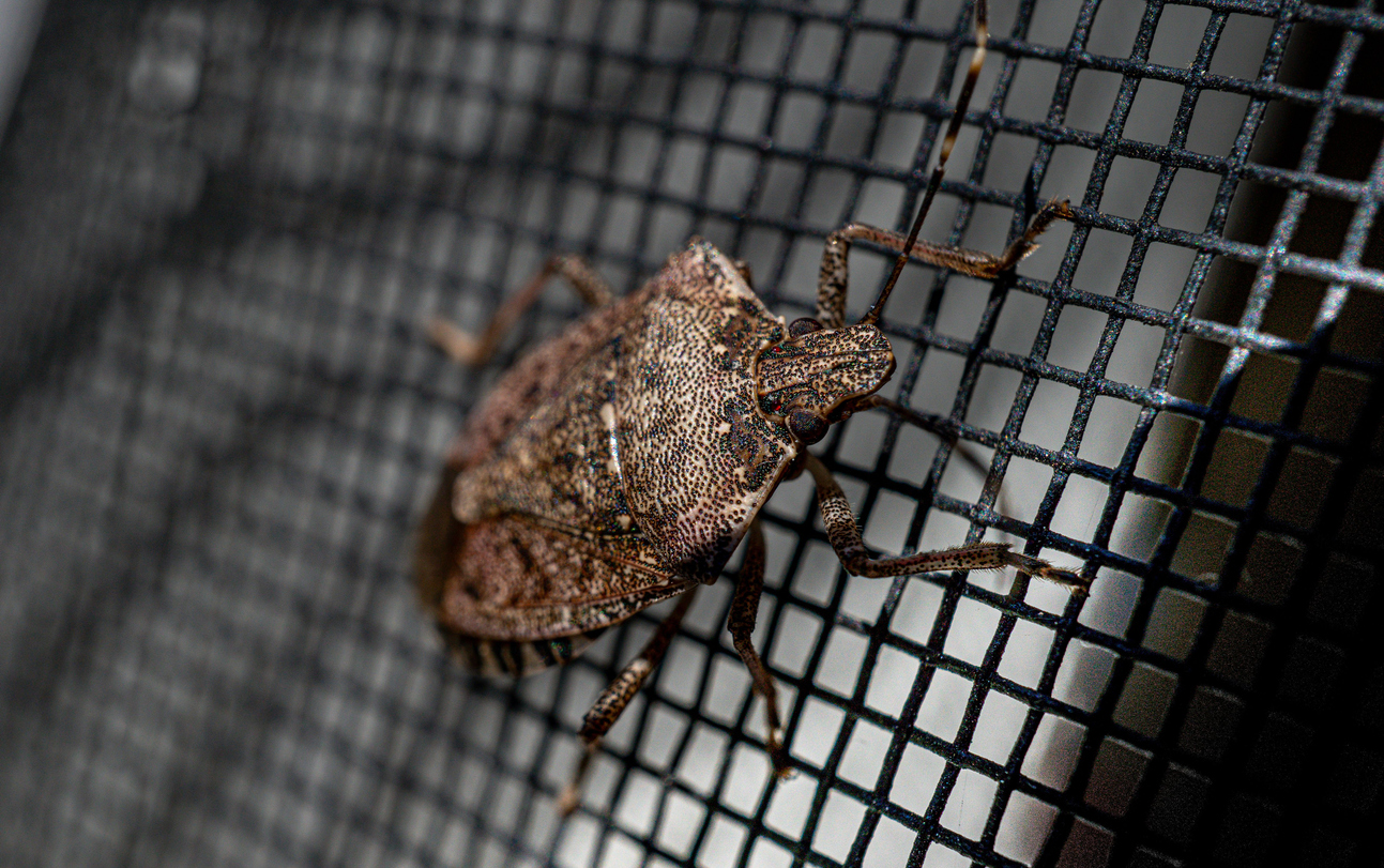 fall_pests_stinkbug.jpg