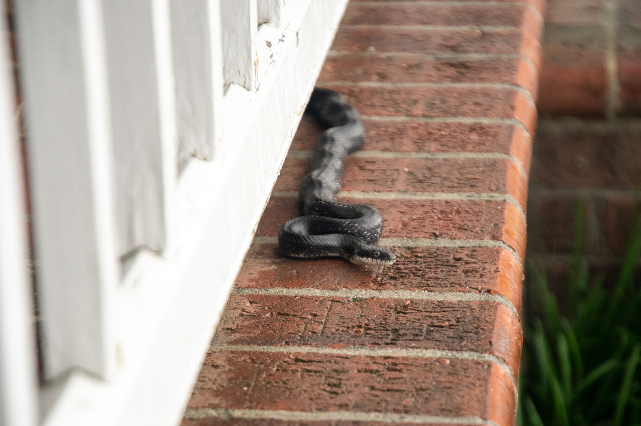 Snake Slithering on Brick