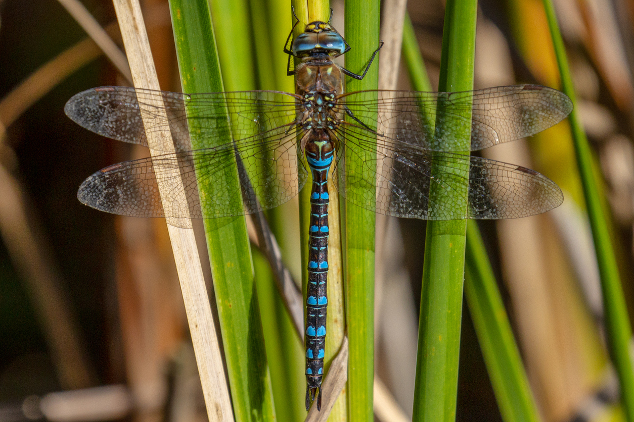 The dragonflies of today don't hold a wing to the dragonflies of yesterday.