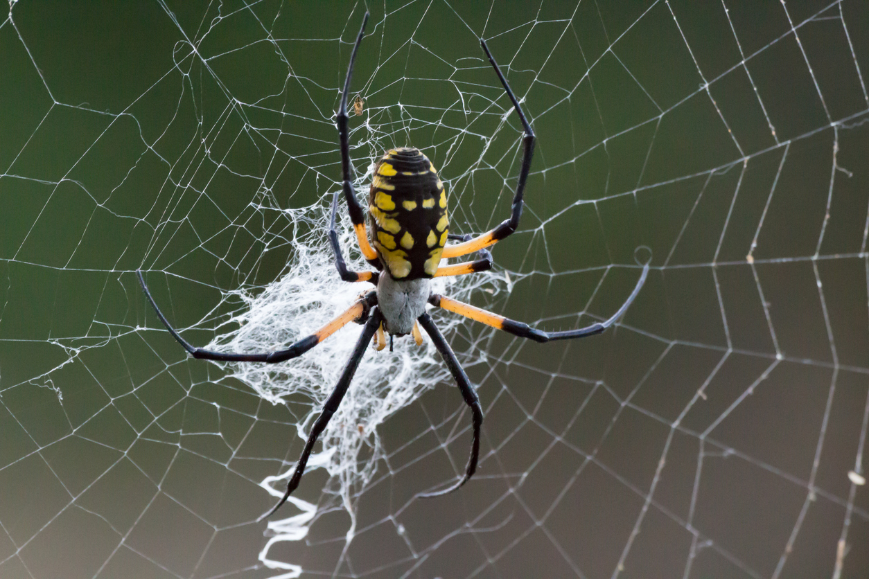 Garden Spiders