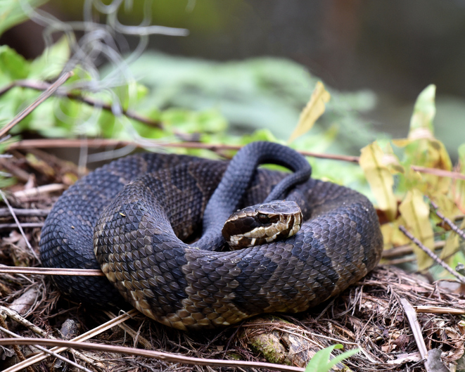 Cottonmouth Snake