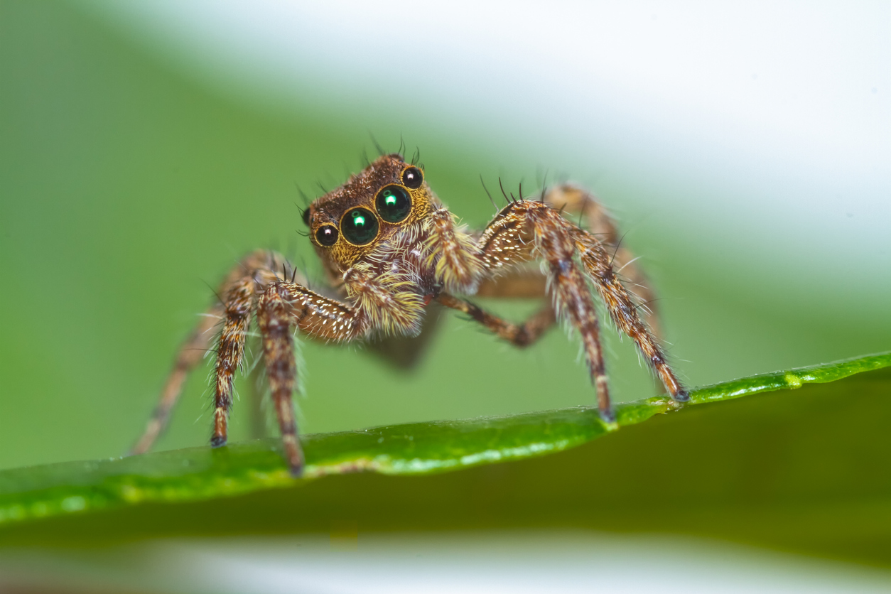 Jumping Spiders